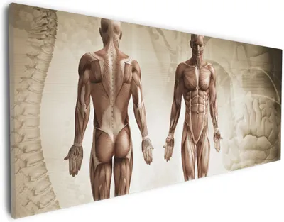 Produktbild von Wallario Premium Leinwandbild Anatomie Mensch I in Größe 30 x 75 cm