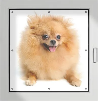 Produktbild von Wallario Lichtschutzbild, Dekorativer Sichtschutz Sonnenschutz 96 x 93 cm mit Motiv: Lustiger niedlicher Spitz - Verdunklung ohne Bohren