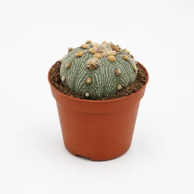 Produktbild von Astrophytum asterias - Seeigel-Kaktus - Rarität - 8,5cm Topf 10cm hoch