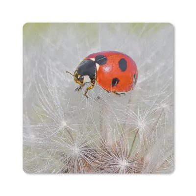 Produktbild von MuchoWow® Mauspad Mousepad Marienkäfer auf Löwenzahn 20x20 cm - Mousepads - Maus Mat - Pad - Mausunterlage - Desk Mat - Bureauartikeln