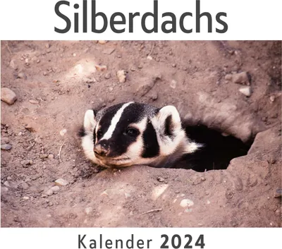 Produktbild von Silberdachs (Wandkalender 2024, Kalender DIN A4 quer, Monatskalender im Querformat mit Kalendarium, Das perfekte Geschenk)