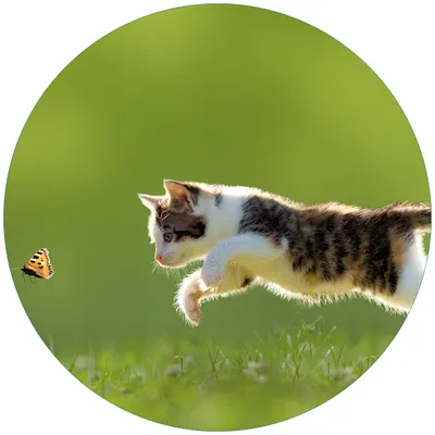 Produktbild von Wallario Premium Glasbild, freischwebende Optik, kräftige Farben, rund 50cm Durchmesser, Motiv Süße Katze fängt Schmetterling im Grünen