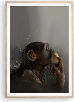 Produktbild von Gerahmtes Poster - Rahmen in heller Eiche - Schimpanse Porträt Grafik - 70x100 cm - Wand Bild - Wanddeko - Wandbilder - Kunstposter - Wandposter - Bilderrahmen - Bilder - Kunstdruck - P2NPA70x100-4676