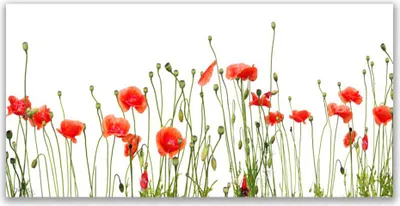 Produktbild von Tulup Leinwand-Bilder 140x70 Wandbild Canvas Kunstdruck Mohnblumen Pflanzen