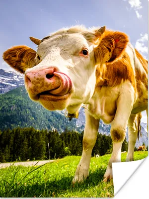 Produktbild von MuchoWow® Poster Kühe - Berge - Gras - Landschaft - Alpen 120x160 cm - Wandbilder