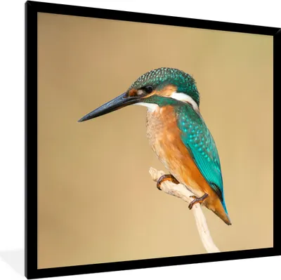 Produktbild von MuchoWow® Gerahmtes Poster Eisvogel - Tiere - Vogel 40x40 cm - Poster mit Schwarzem Bilderrahmen Wandposter Rahmen Foto Bilder - Mit Rahmen - Wanddekoration Schlafzimmer
