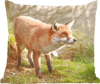 Produktbild von MuchoWow® Zierkissen Sofakissen Wohnzimmer Dekokissen 45x45 cm Fuchs - Wald - Licht - Schlafpolster - Polster für das Sofa
