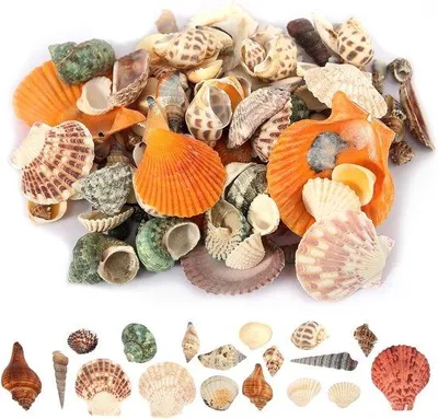 Zdjęcie produktu dla Mieszanka naturalnych muszli wapiennych 500 g do dekoracji – rękodzieło DIY – różne rozmiary.
