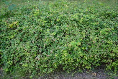 Produktbild von Stauden Gänge 50 x Symphoricarpos x chenaultii 'Hancock' - Niedrige Purpurbeere - Bodenbedecker, der mit Charme punktet - Top für Hangbepflanzung