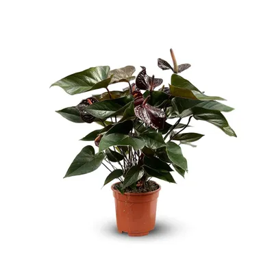 Image de Anthurium black - plante d'intérieur - ↕ 60-70 cm - ⌀ 17 cm - plante fleurie