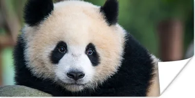 Produktbild von MuchoWow® Poster Panda - Wildtiere - Porträt - Stein 120x60 cm - Bild