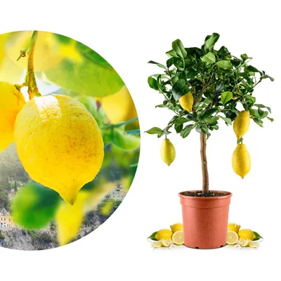 Produktbild von Meine Orangerie Amalfi Zitronenbaum Mezzo - echte Amalfi-Zitrone (Sfusato Amalfitano) - fruchtreife Zitruspflanze - veredelte Zitrone