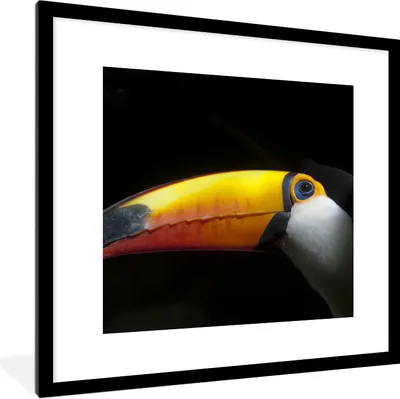 Produktbild von MuchoWow® Gerahmtes Poster Tukan - Vogel - Schnabel 40x40 cm - Poster mit Schwarzem Bilderrahmen Wandposter Rahmen Foto Bilder - Poster - Plakat im Rahmen