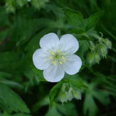 Obrázek produktu pro 6 x Geranium maculatum 'Album'  | Květináč 9 cm x 9 cm
