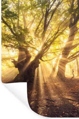 Produktbild von MuchoWow® Wandtattoo Wandsticker Wandaufkleber Baum - Wald - Sonne 20x30 cm Selbstklebend und Repositionierbar - Sticker - Dekorfolie