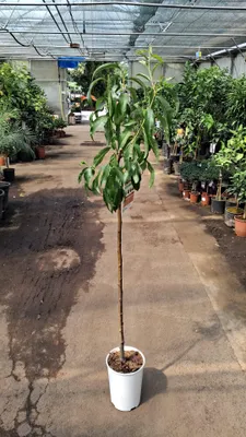 Obrázek produktu pro Nektarinka 'Fantasia' - 160-200 cm, roubovaná, odolná a nenáročná na péči, šťavnaté plody, ideální na zahradu a terasu