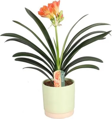 Produktbild von Clivia miniata ca. 40 cm Klivie Riemenblatt – pflegeleichte Zimmerpflanze & Grünpflanze für helle Standorte – dekorativ & langlebig