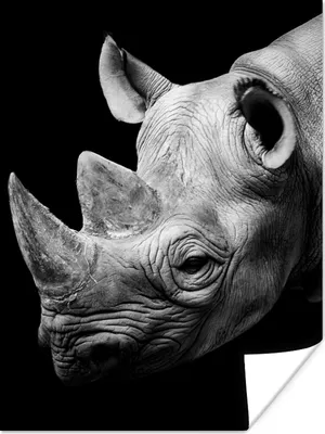 Produktbild von MuchoWow® Poster Tiere - Nashorn - Schwarz - Weiß - Porträt 90x120 cm - Wohnzimmer