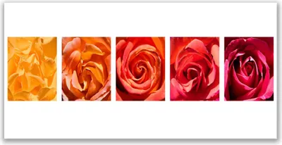 Produktbild von Glasbilder 140x70 Wandbild Druck auf Glas Rosen Pflanzen