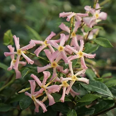Produktbild von Sternjasmin 2er Set Rosa - Stern von Sizilien - Toskanischer Sternjasmin - 2 x Kletterpflanzen winterhart - 400cm hohe & 100cm breite Hecke möglich
