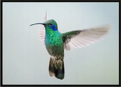 Image de Image Poster dans un cadre 53x73 cm Colibri P1064