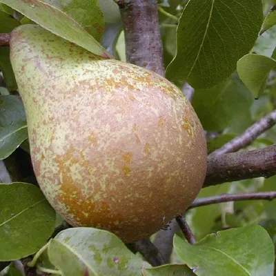 Produktbild von Köstliche von Charneux Birne Birnenbaum kleinbleibend 2-jährig Busch sehr saftig