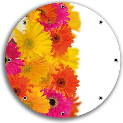 Produktbild von Wallario rundes Outdoor-Poster für Garten oder Balkon, Motiv Bunte Gerberas - pinke, gelbe, rote und weiße Blüten, 30 cm Durchmesser
