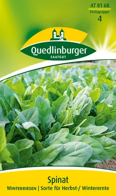 Produktbild von Spinat Winterriesen | Spinatsamen von Quedlinburger