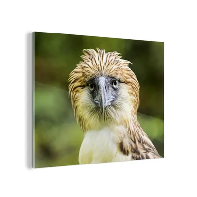 Obrázek produktu pro MuchoWow® Obrazy na skle - Nástěnné obrazy - Fotografie na skle Portrét filipínského opičího orla 80x60cm Nástěnná dekorace ze skla - akrylová malba na sklo -