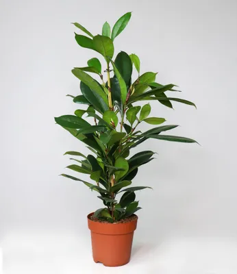 Produktbild von BALDUR-Garten 1x Afrikanischer Feigenbaum ca. 100 cm hoch, im 21 cm-Topf, Ficus cyathistipula, Zimmerpflanze pflegeleicht, Grünpflanze, mehrjährig - frostfrei halten