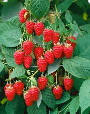 Produktbild von Rubus idaeus 'Tulameen', Himbeere, 30–40 cm, süß und aromatisch