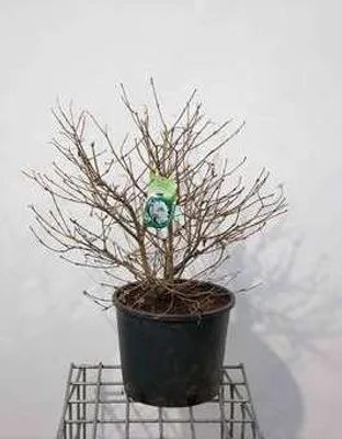 Produktbild von Viburnum plic. 'Watanabe' - Schneeball 60- 80 cm - Container