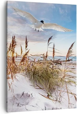Produktbild von Bild auf Leinwand - Leinwandbild - Einteilig - Möwe Meer Küste - 50x70cm - Wand Bild - Wanddeko - Wandbilder - Leinwanddruck - Kunstdruck - Wanddekoration - Leinwand bilder - Wandbild - PA50x70-4902