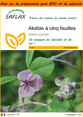 Image de SAFLAX Garden in the bag - Akébie à cinq feuilles - 10 graines - Akebia