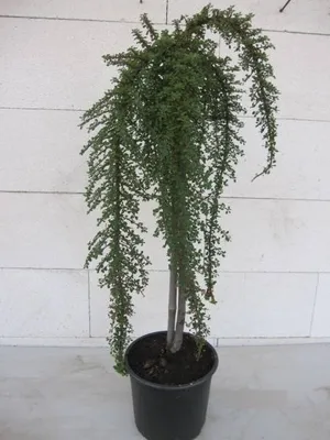 Produktbild von Zwergmispel Mirelle - Cotoneaster congestus Mirelle - Hochstamm