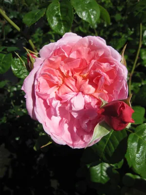 Produktbild von Rosa Strawberry Hill ® - Englische Rose Strawberry Hill ® - Austin Rose