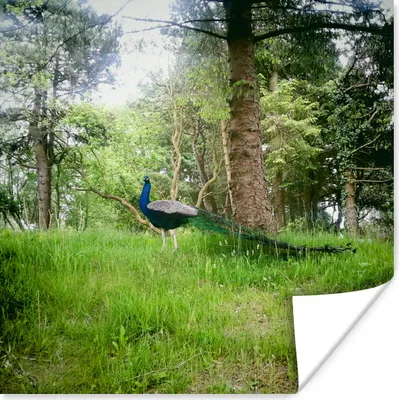 Produktbild von MuchoWow® Poster Pfau - Gras - Wald 50x50 cm - Wohnzimmerdekoration