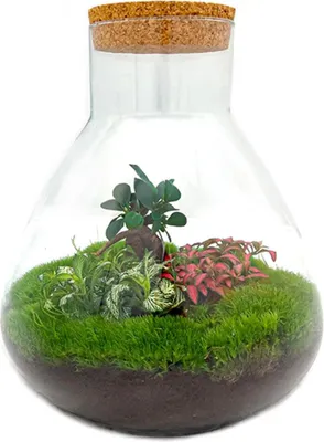 Image de Jardin en bouteille Terrarium Sam XL Kit de bricolage pour bonsaï 35cm de haut