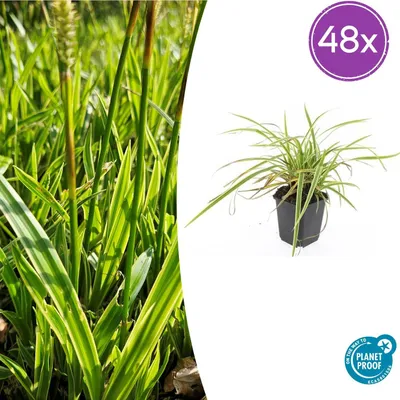 Zdjęcie produktu dla Carex morrowii 'Aureovariegata' | 48 sztuk - 10-25cm - Ø9cm - Roślina ogrodowa