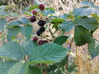 Zdjęcie produktu dla Rubus caesius ok. 60 cm Jeżyna drapana Rubus caesius Dojrzała jeżyna Pełzająca jeżyna Odkryj wytrzymałe gatunki jeżyn do ogrodu i krajobrazu