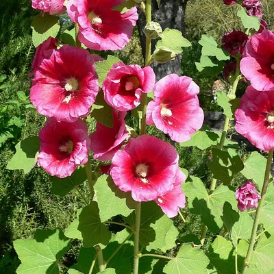 Immagine prodotto di 6 x malvarosa  - Alcea rosea 'Rubra'  | Vaso 9 cm x 9 cm