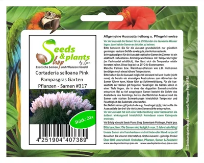 Produktbild von 10x Cortaderia selloana Pink Pampasgras Garten Pflanzen - Samen #317