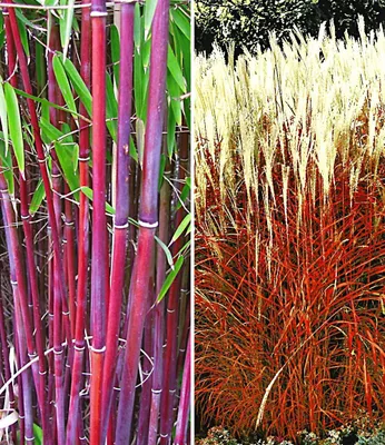 Produktbild von BALDUR Garten 2er Gräser-Kollektion winterhart, Pflanzen im Topf, besteht aus je 1 Pflanze roter Bambus Chinese Wonder Fargesia jiuzhaigou No.1 und Ziergras Indian Summer Chinaschilf, mehrjährig