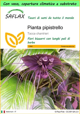 Immagine prodotto di SAFLAX Garden to go - Pianta pipistrello - 10 semi - Tacca