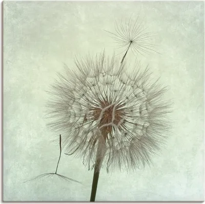 Produktbild von Thomas Herzog: Pusteblume, Produkt:Leinwand, Größe (HxB):100x100 cm / Leinwand