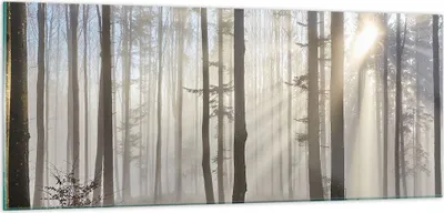 Produktbild von Bilder auf glas - Wald Baum Natur - 100x40cm - Glasbilder - Wandbilder - Kunstdruck - zum Aufhängen bereit - Wanddekoration aus Glas - Glas Bilder - Wandbild auf Glas - Einteilig - GAB100x40-3749