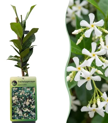 Image de Green boutiQ - Toscaanse jasmijn - Trachelospermum jasminoides - Bloem Wit - Groenblijvend - 2 planten - Pot 11cm Hoogte 40cm, Image générée par une IA