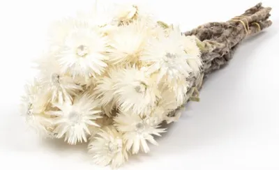 Produktbild von INNA-Glas Sonnenblumen Trockenstrauß Bibiana, Creme, 30-40cm, Ø15cm - Getrockneter Strauß