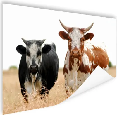 Produktbild von MuchoWow® Poster Kühe - Afrikanisch - Natur 180x120 cm - Fotoplakat
