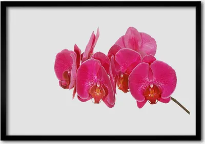 Produktbild von Bild 70x50 MDF-Rahmen Wandkunst Blumen Pflanzen